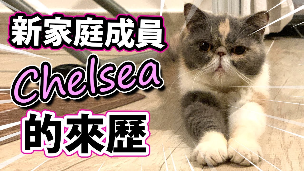 新家庭成員Chelsea的來歷。