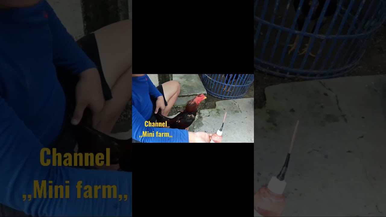 cara pemberian jamu cair pada Ayam laga agar tidak tersedak #shorts