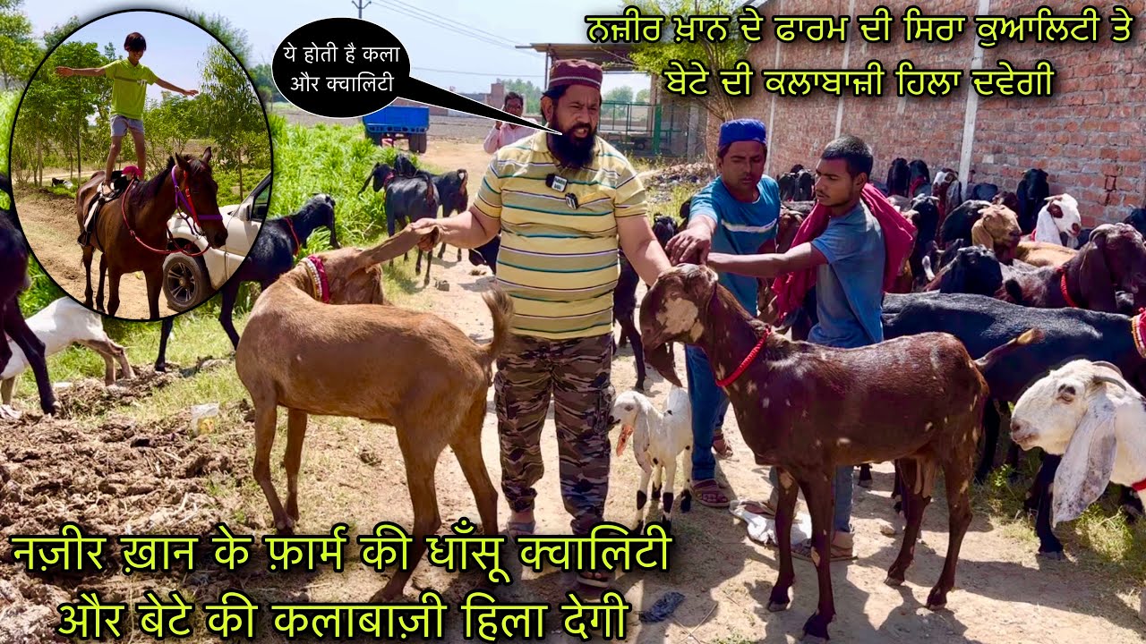 नज़ीर ख़ान के फ़ार्म की धाँसू क्वालिटी और बेटे की कलाबाज़ी हिला देगी 