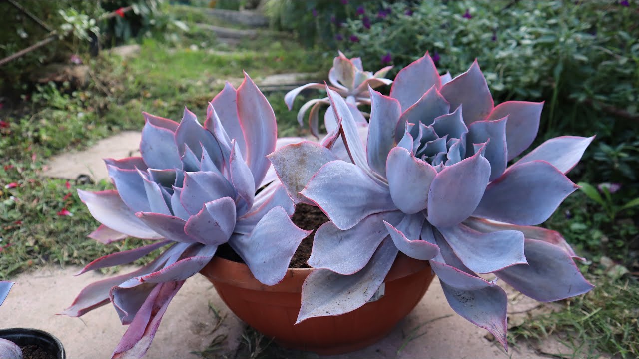Cuidados de la Echeveria Afterglow