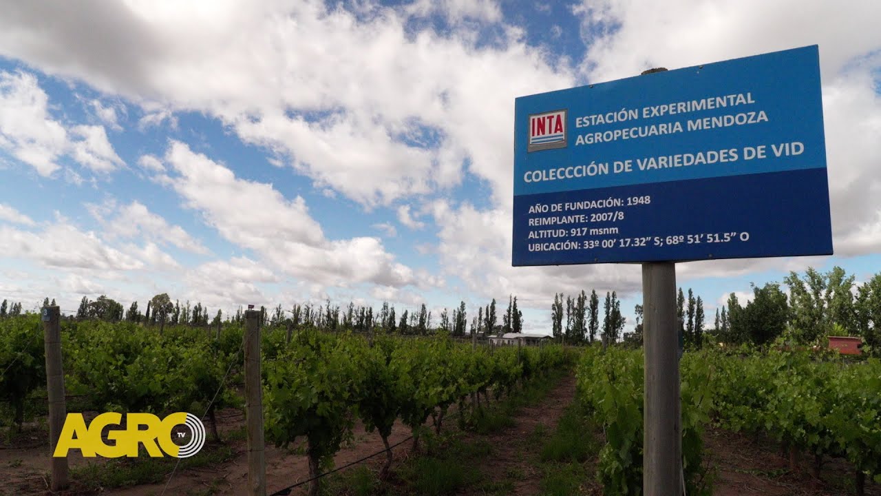 Uvas Criollas: En busca de la diversidad, sabor y calidad perdida (#1108 2024-11-02)