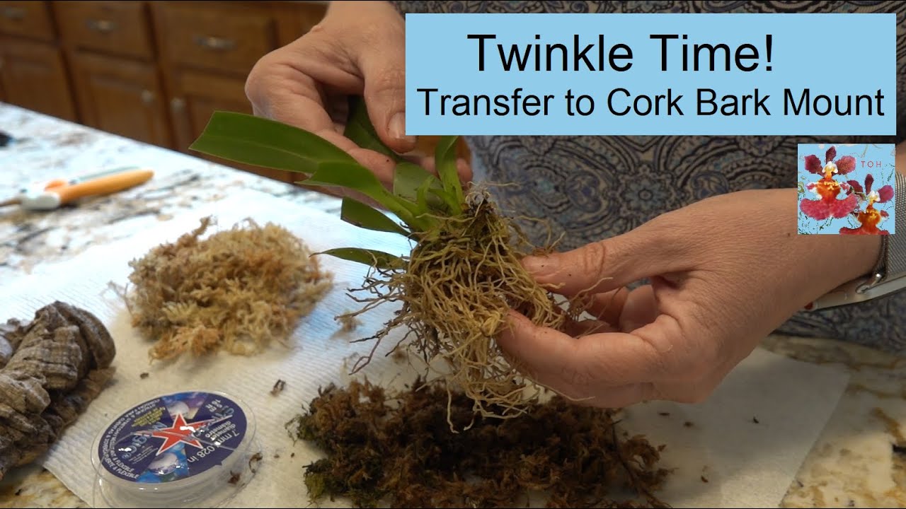 Oncidium Twinkle Orchid Transfer to Cork Bark Mount | How to Mount a Twinkle Orchid Like a Pro!