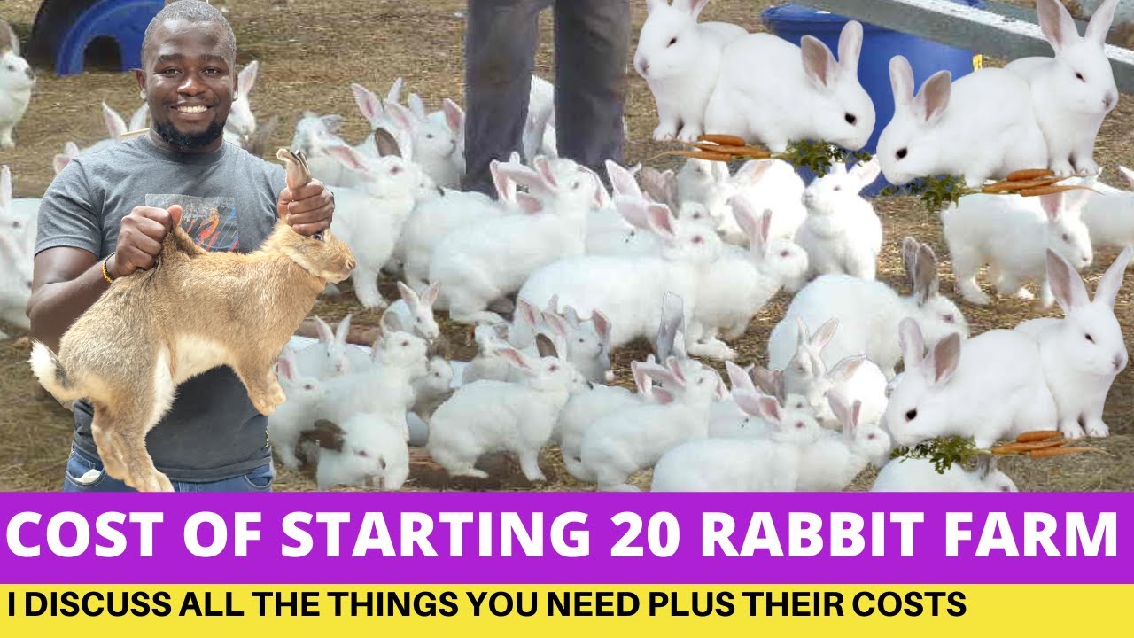 Rabbit Farming: Cost Of Starting A 20 Rabbit Farm