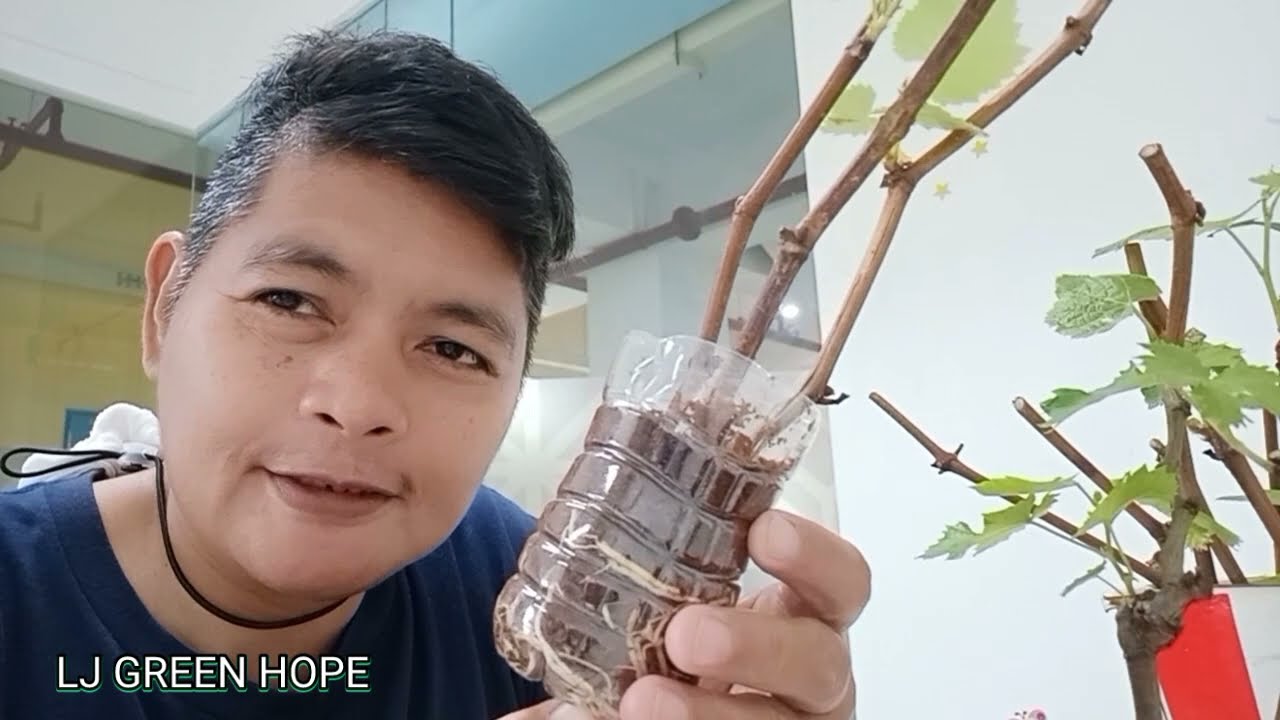 Mga Tips at paraan sa pagpapaugat ng tangkay ng ubas.