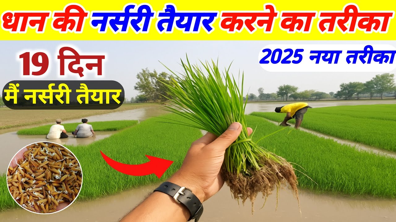 धान  की नर्सरी कैसे तैयार करें | Dhan ki nursery taiyar Karne Ka Tarika | धान की नर्सरी कब डालें ।