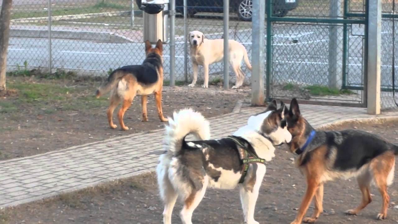 Area cani 2