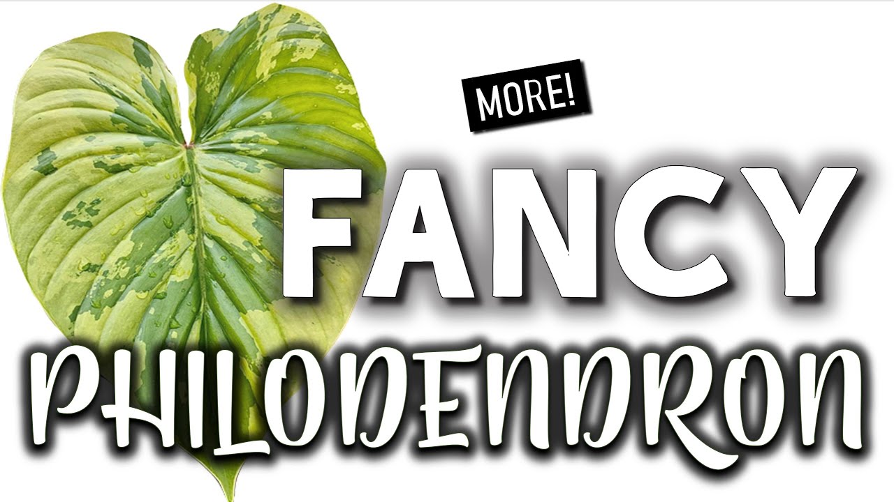 More Fancy Philodendron! | Rare Houseplants to Ruin your Wishlist