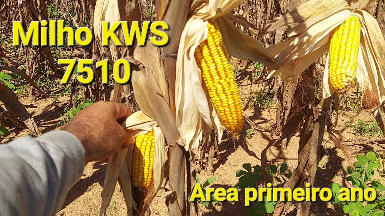 Milho KWS 7510 em terra de primeiro ano de plantio.