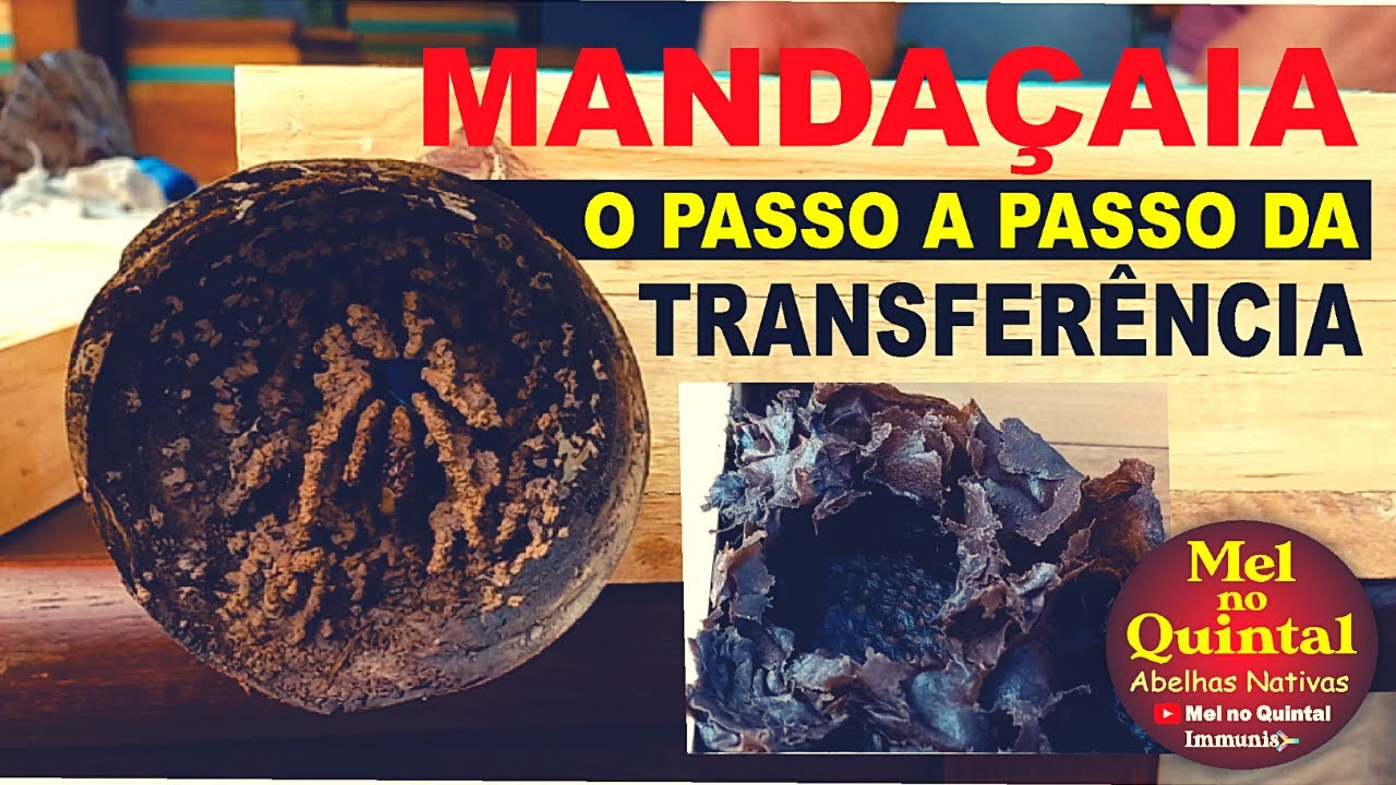 FÁCIL TRANSFERÊNCIA DE MANDAÇAIA