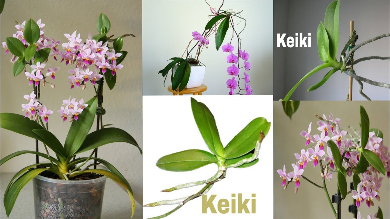 Cara memperbanyak Anggrek Bulan