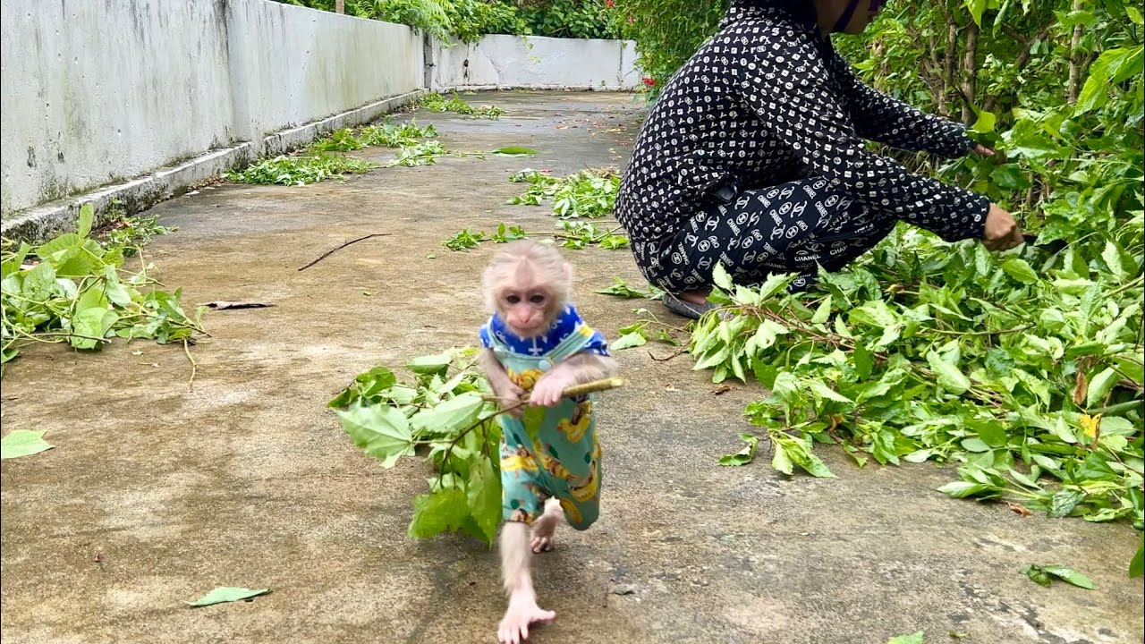 smart monkey Abi helps mom with work