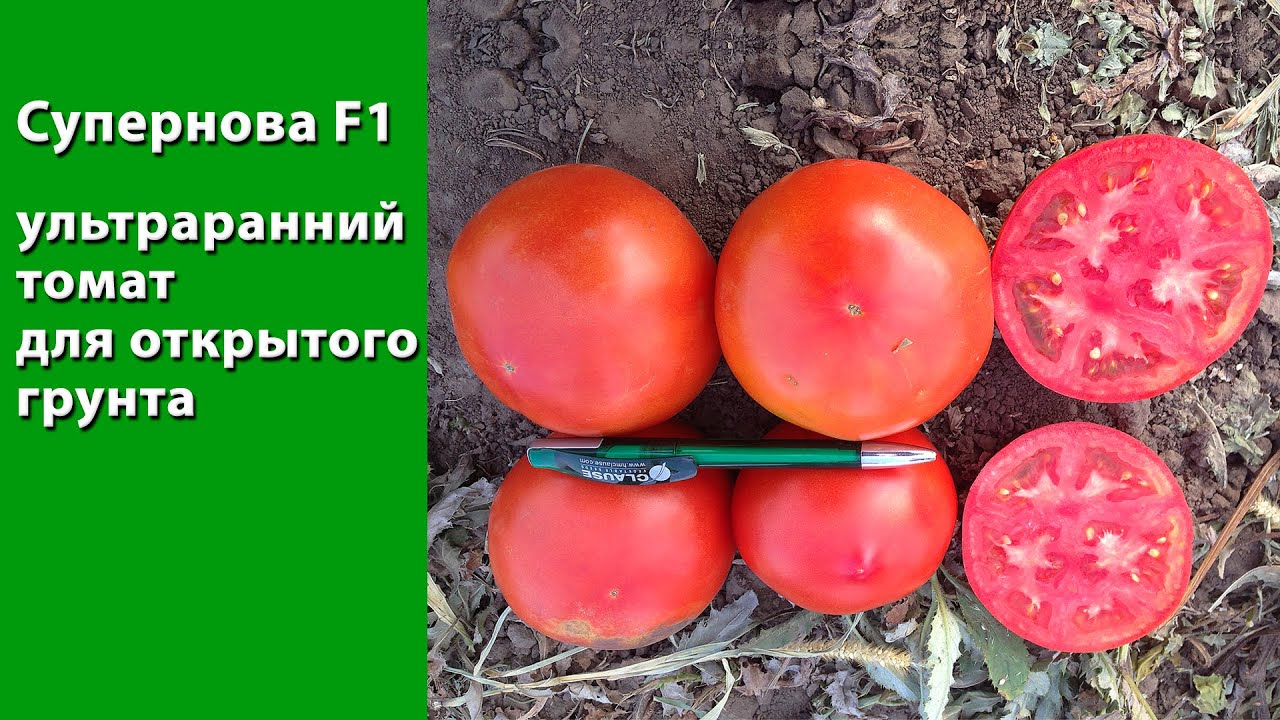 Супернова - ультраранний томат для открытого грунта