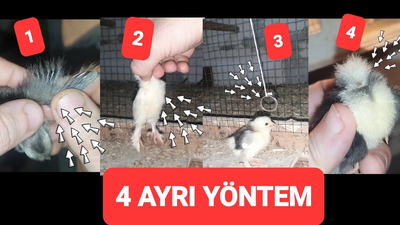 CİVCİV CİNSİYET AYRIMI NASIL YAPILIR? 4 AYRI YÖNTEM Farklı fikirleri olan yoruma @ResulHOY #civciv 