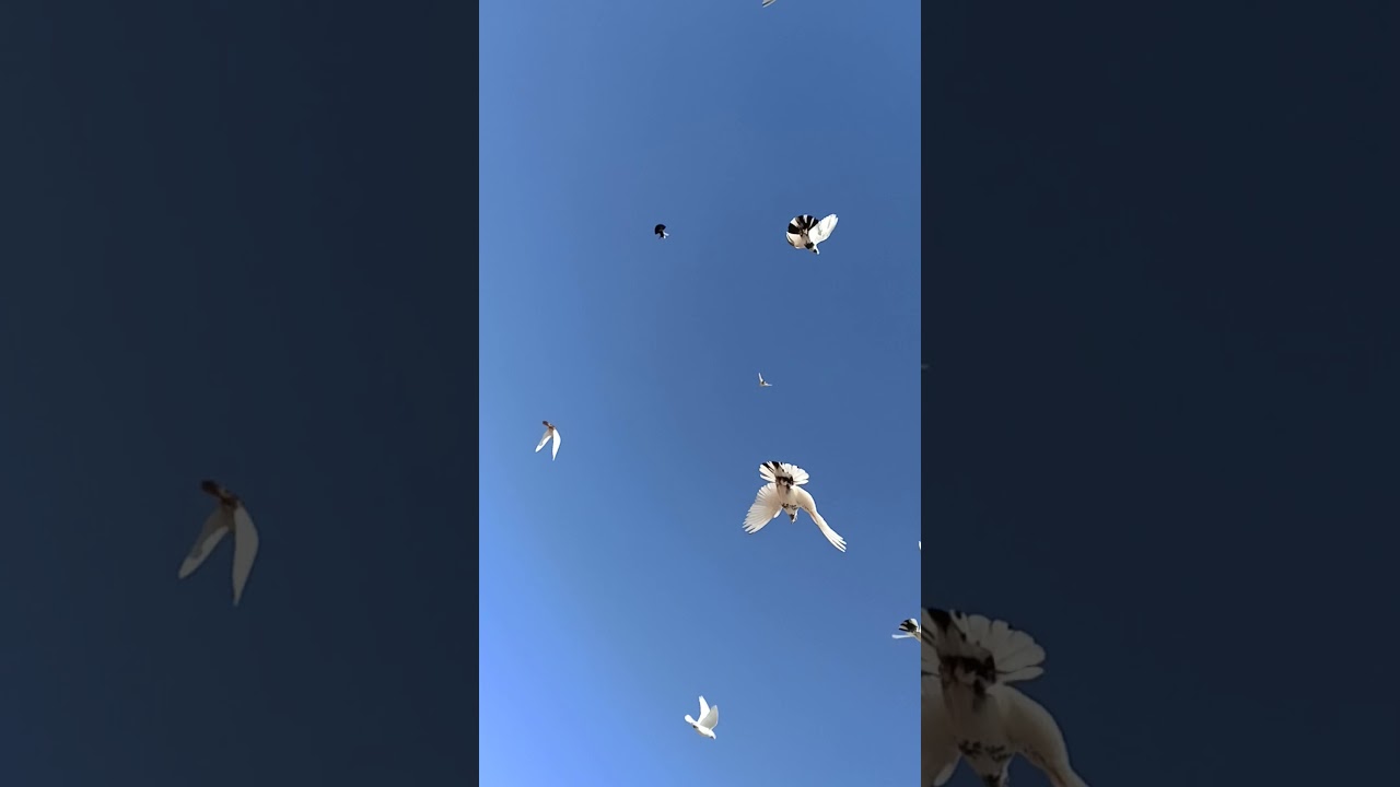 Van g&uuml;vercinleri