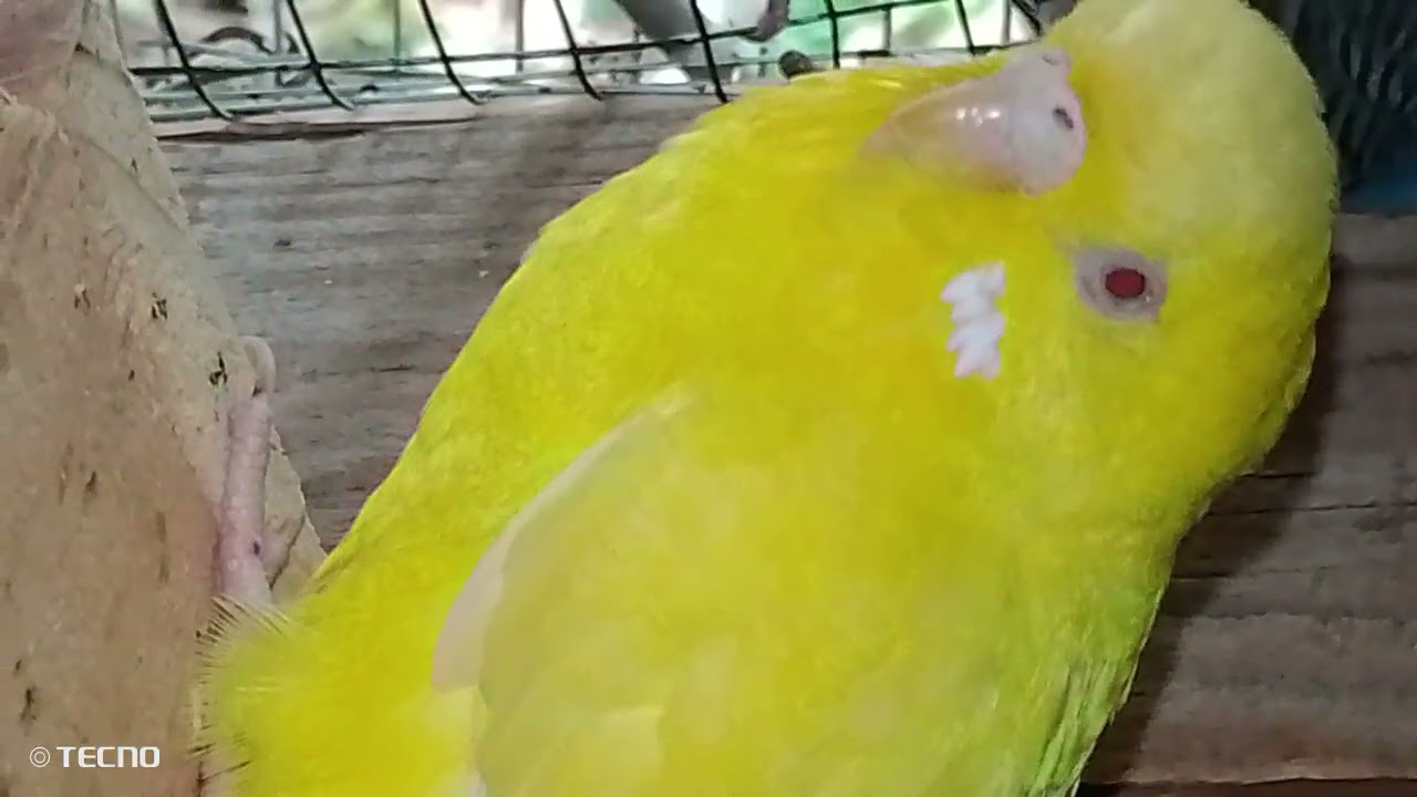 😍🐣Revisión de nidos Las Periquitos están sacando polluelos