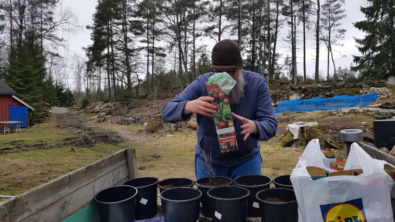 Planterar om nyköpta bärbuskar.