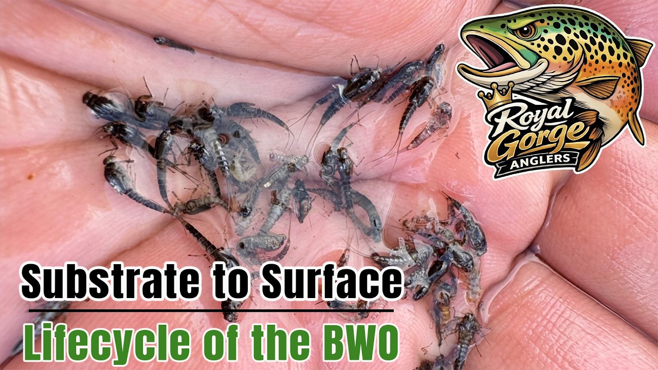 От подложки до поверхности: жизненный цикл BWO.