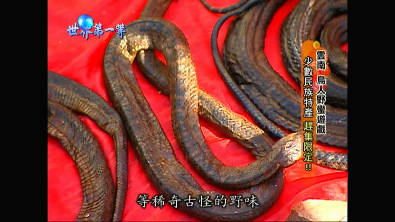 【雲南】少數民族限定趕集 合法交易獵物 稀奇古怪野味通通賣!!｜《世界第一等》523集精華版