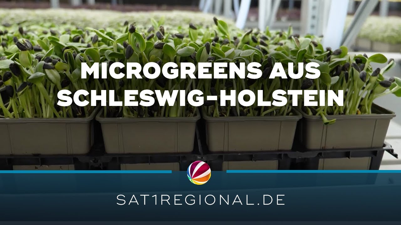 Microgreens: Start-up aus dem Norden baut nachhaltig Gemüsekeimlinge an