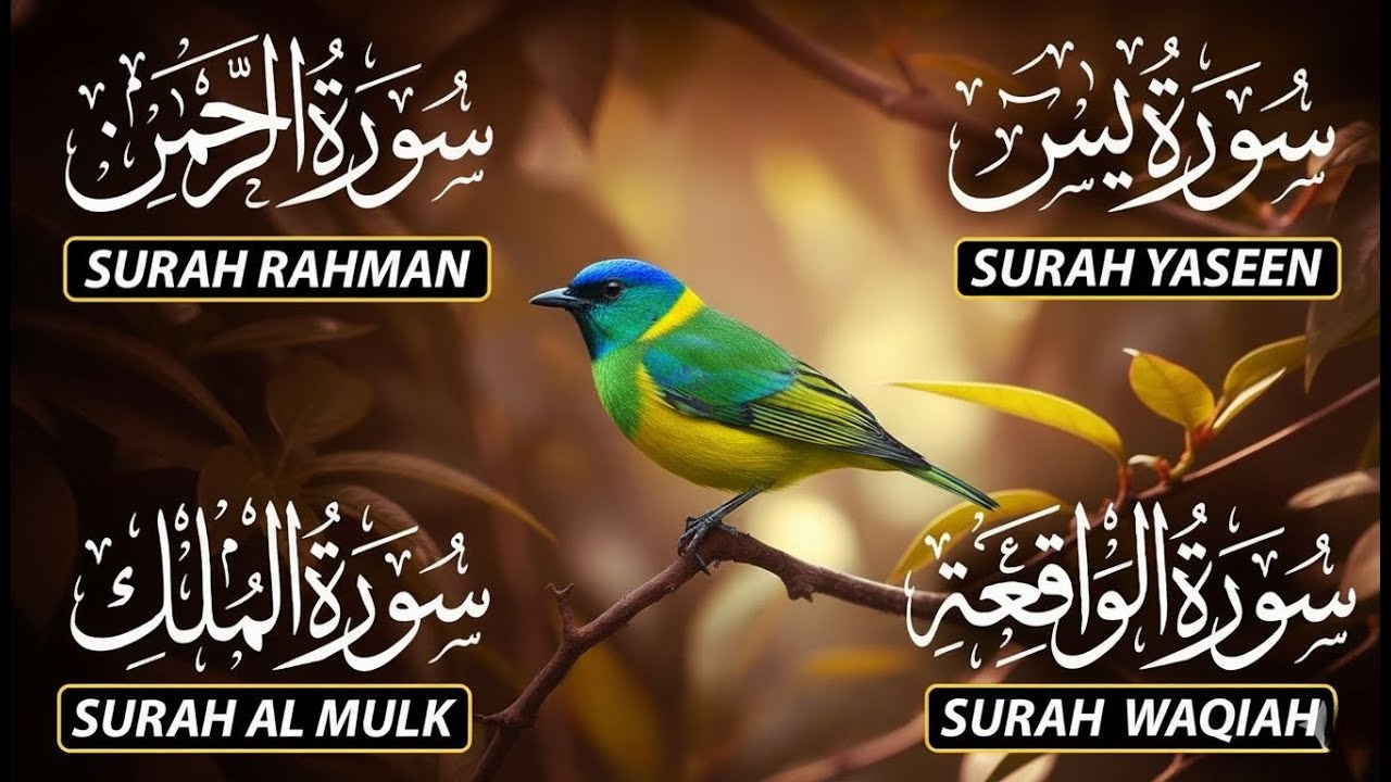 Magical Recitation Surah Yaseen (Yasin) | Surah Rahman | Surah Waqiah | Surah Mulk