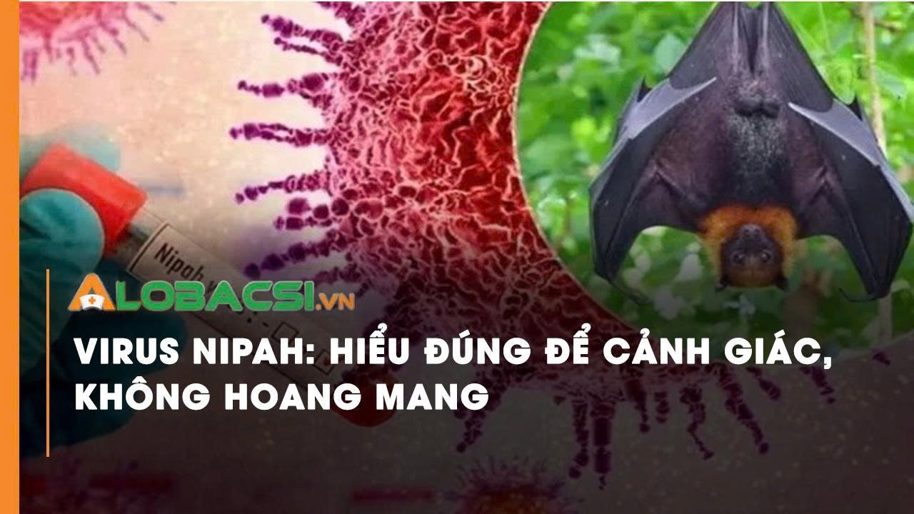 Virus Nipah: Hiểu đúng để cảnh giác, không hoang mang | Video AloBacsi
