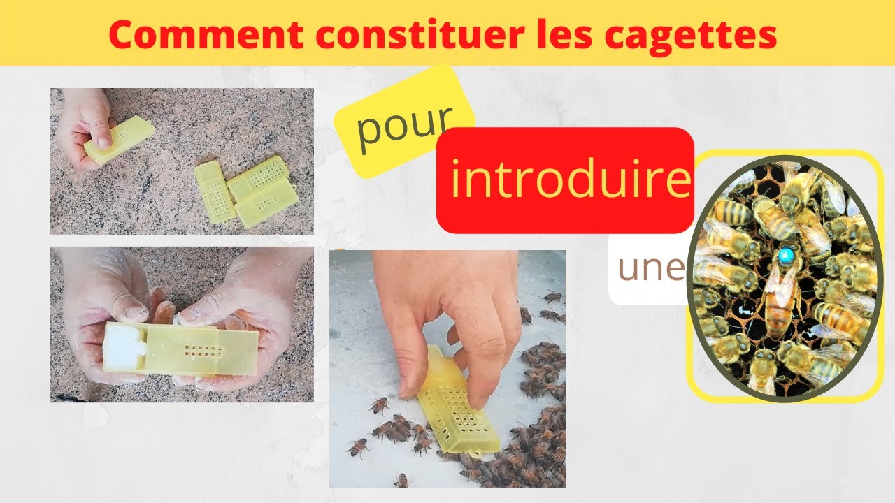 comment constituer les cagettes pour les introductions de reines ?