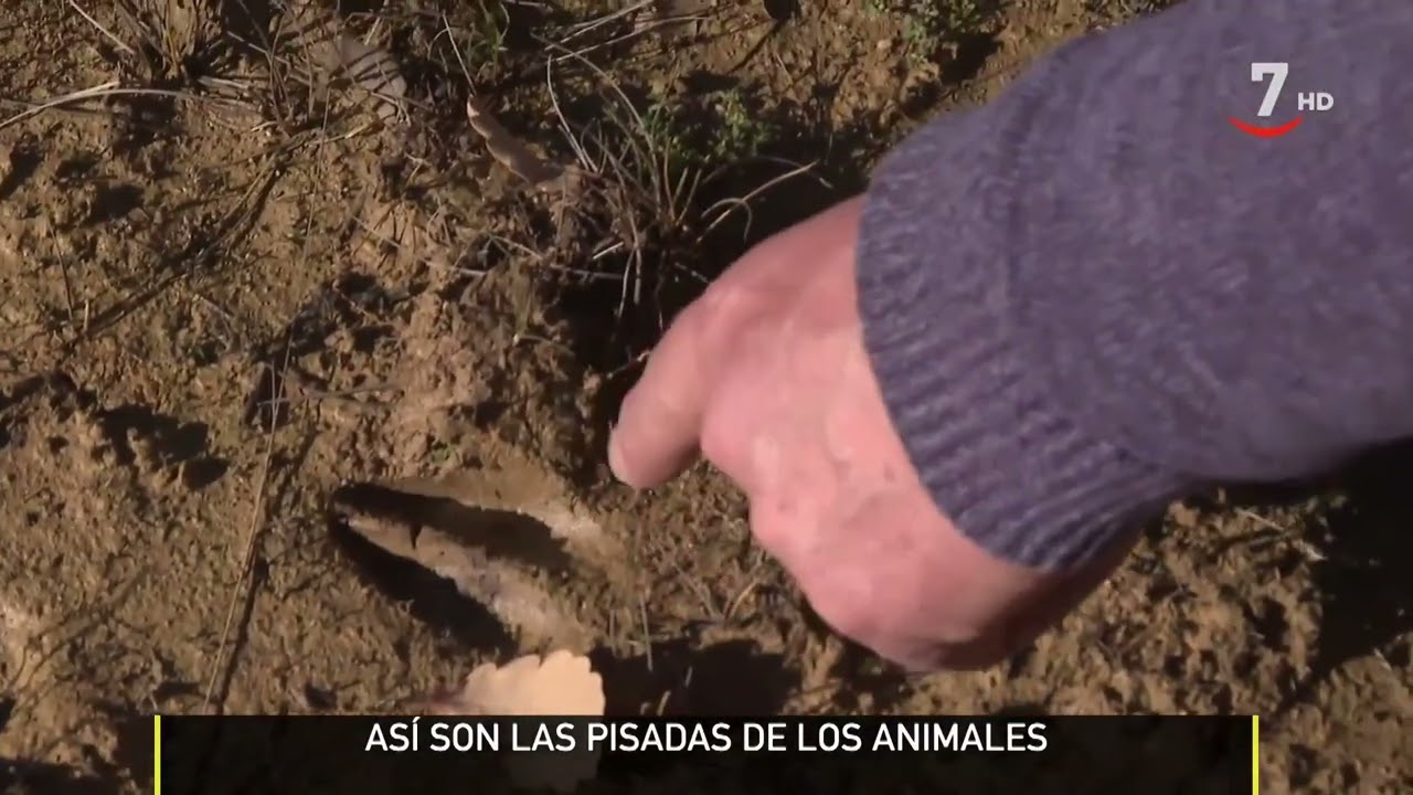 Nos vamos de paseo con Chema Ramón: ¿sabes distinguir las huellas de los animales? | El campo al día