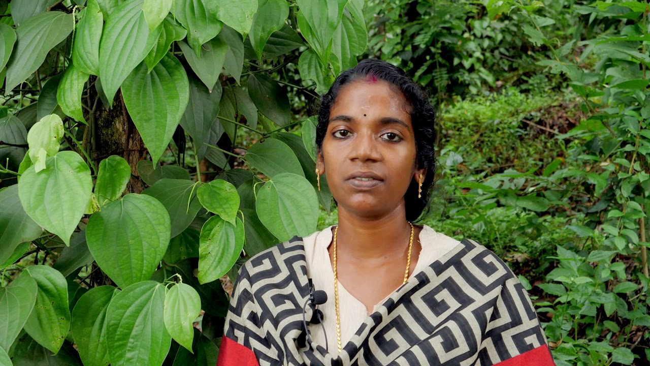 കുരുമുളകിലെ വേര് മീലിമൂട്ട നിയന്ത്രണമാർഗങ്ങൾ management of root mealybug in pepper