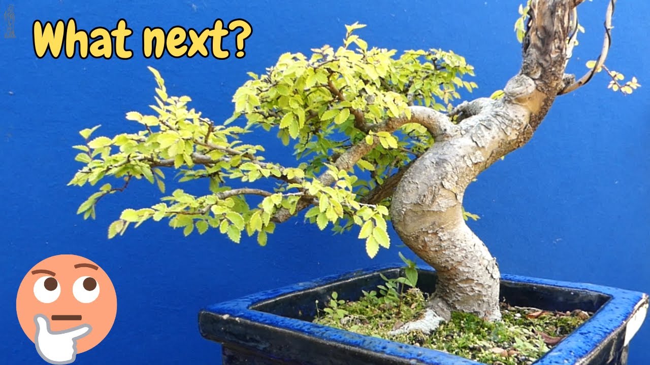 This is why you NEED more Bonsai Projects to get Better and have FUN!