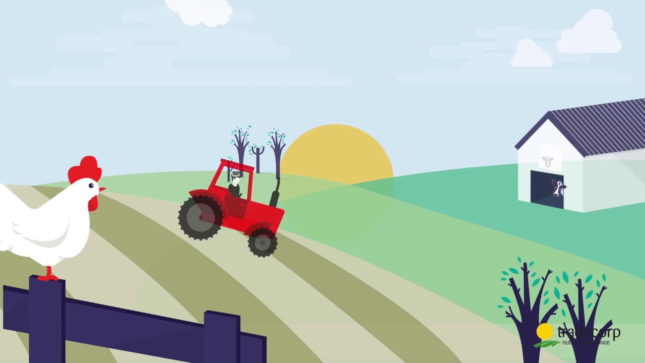 Trafos range : a source of energy, Phosphorus and Potassium in plants (EN)