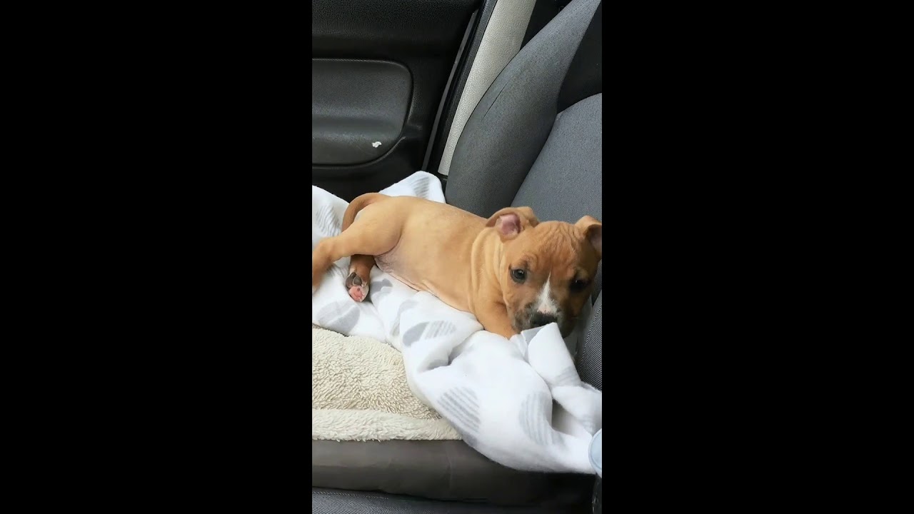 Amstaff puppy evolution 2-6 months