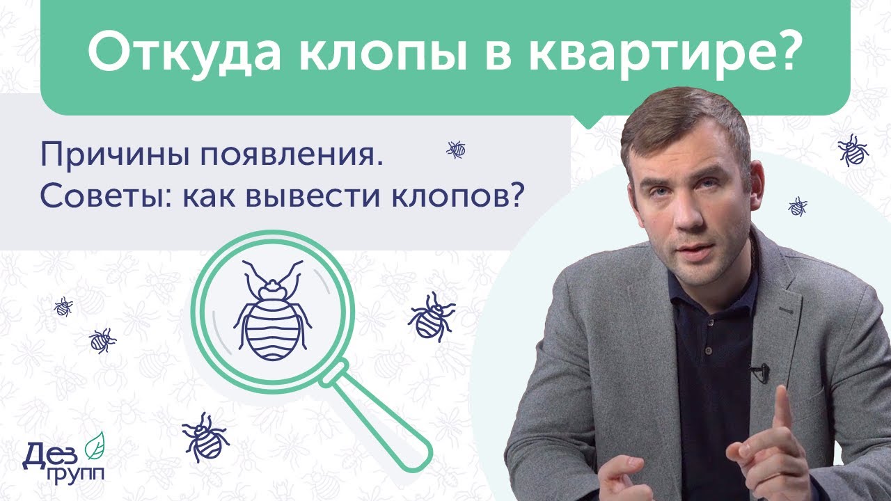 Откуда клопы в квартире: как избавиться от клопов ❓ Обработка от клопов💯