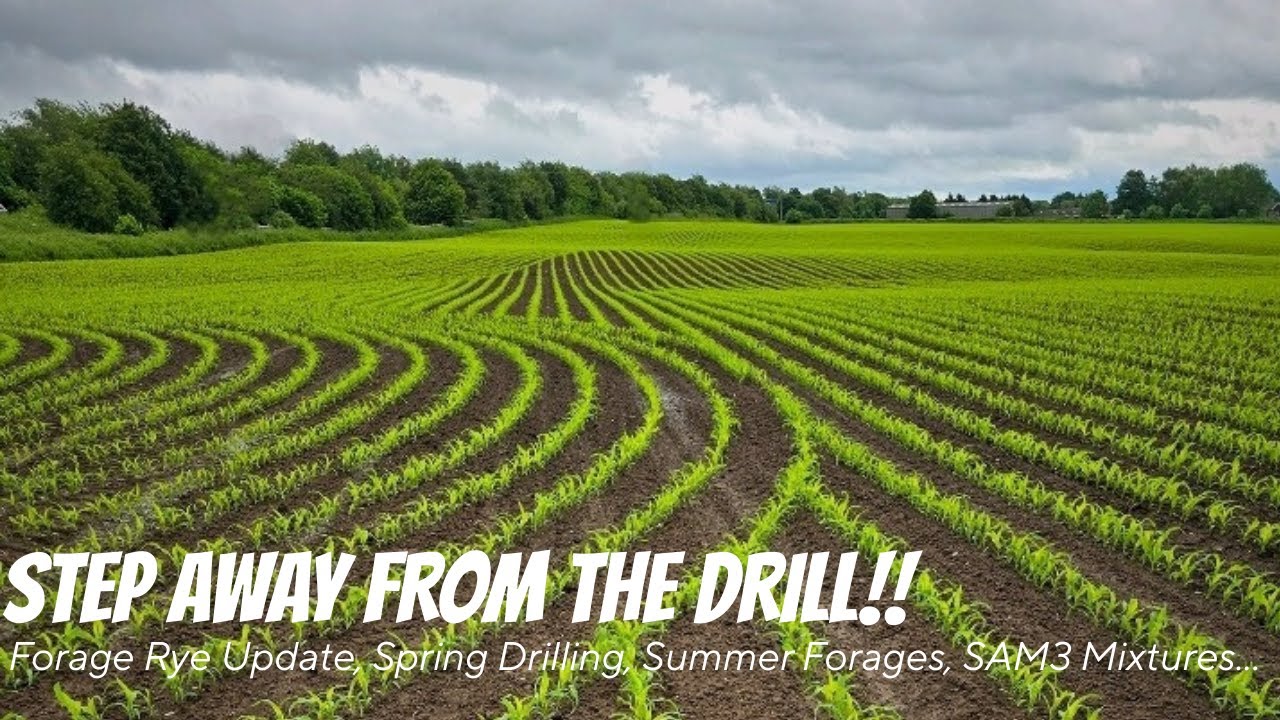STEP AWAY FROM THE DRILL!! Forage Rye Update, Spring Drilling, Summer Forages and SAM3 Mixtures...