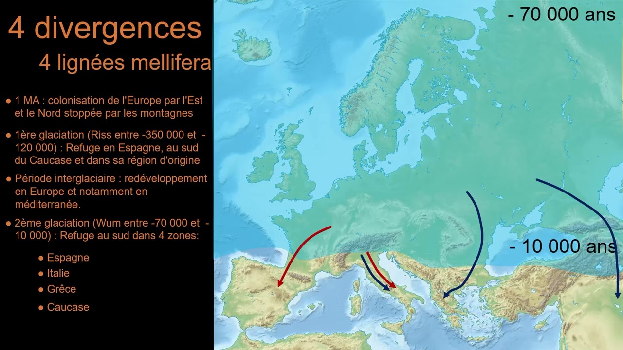 L'abeille noire en danger - 06 - En route pour l'Europe et le monde
