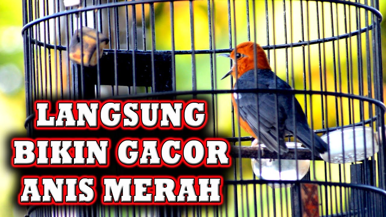 ANIS MERAH IKUT GACOR JIKA DIPANCING PAKE INI 