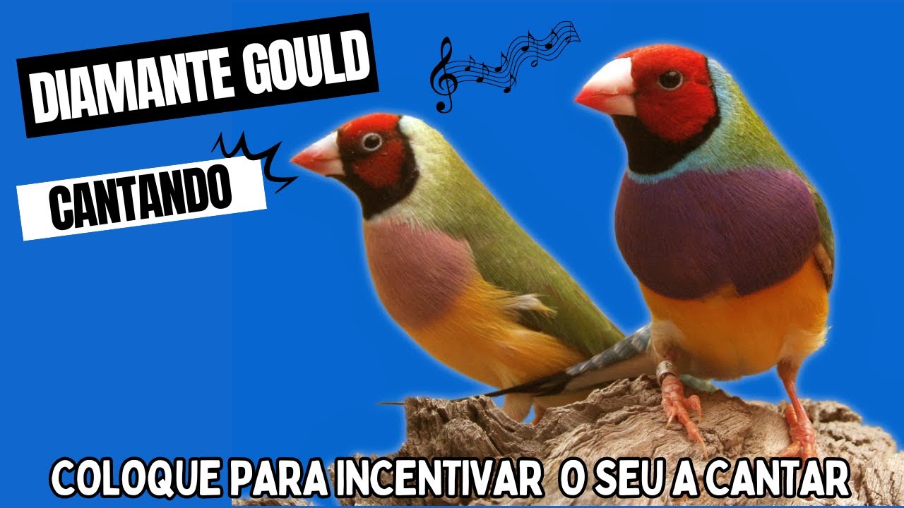Diamante gold cantando