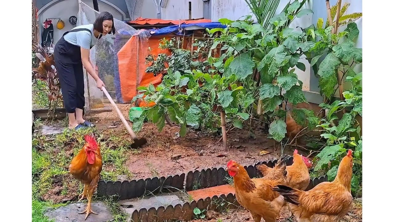 Thuy Gardening | Feeding Chickens, Harvesting Eggplants & Caring for Lotus