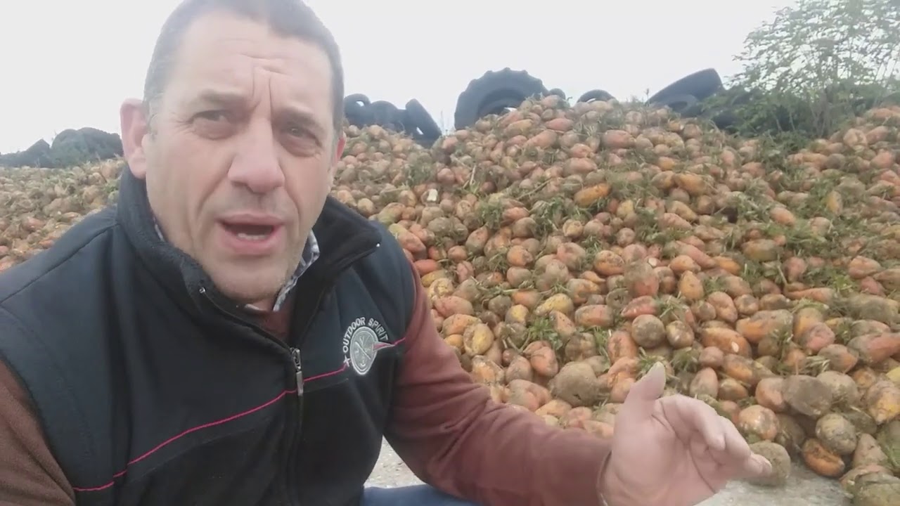 Vidéo n°28: Récolte de betteraves fourragères en conduite 