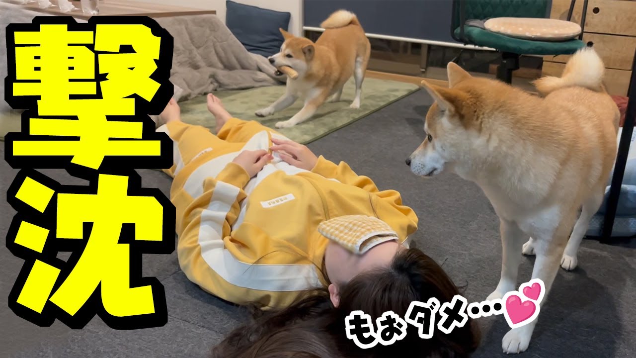 とうとう柴犬アレルギー娘が犬吸い欲に負けてしまいました…