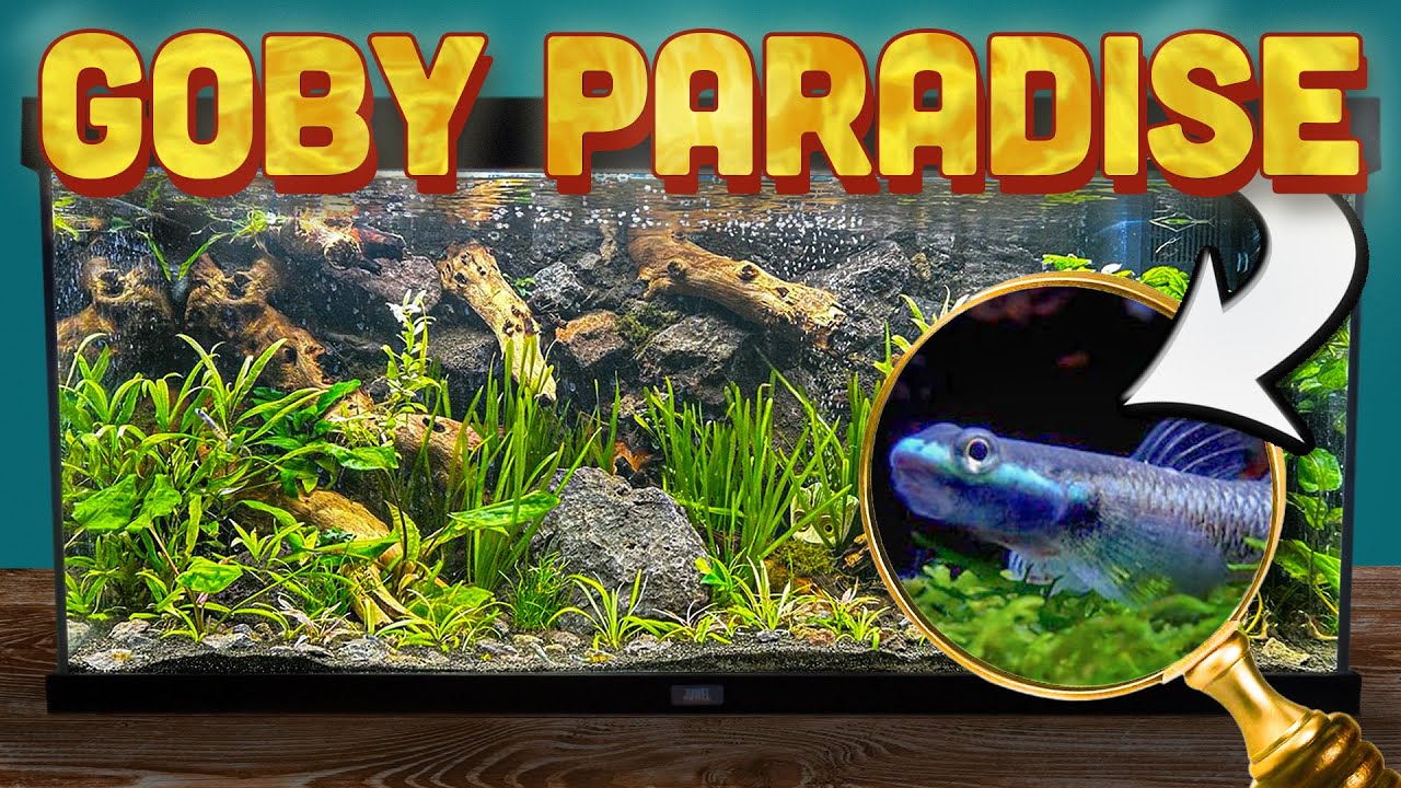 Building a freshwater GOBY Aquarium for my brother!