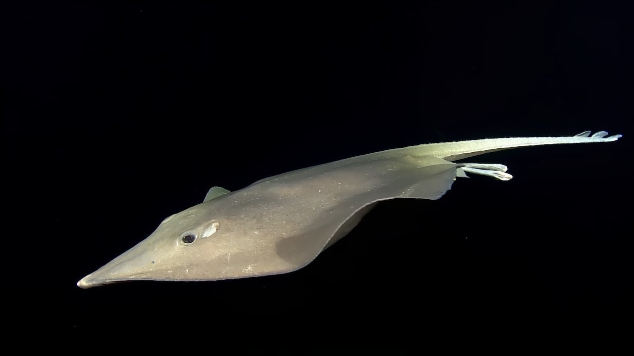 360 Deep Sea Skate Encounter at Endeavour Site | Nautilus Live