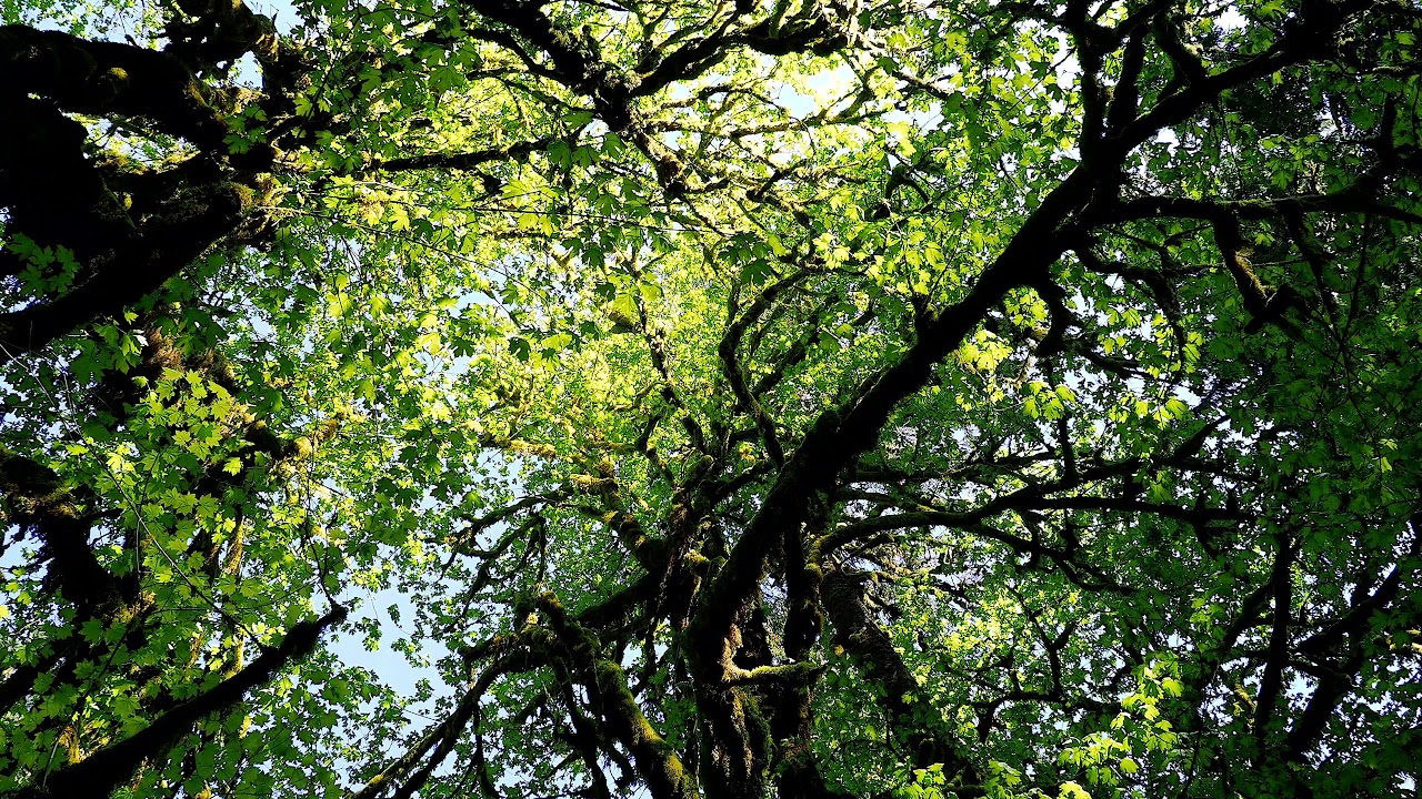 3Dio Relaxation: Trees in the Hoh Rainforest