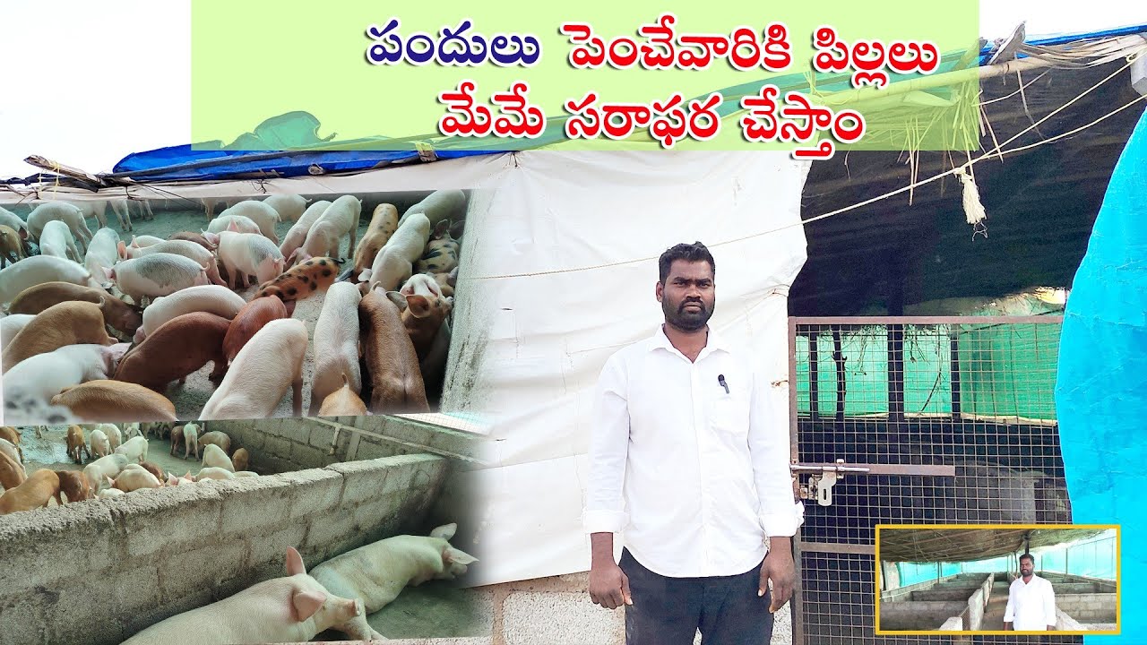 పందుల కు  ధాణా మేమే తయారు చేసుకుంటాం