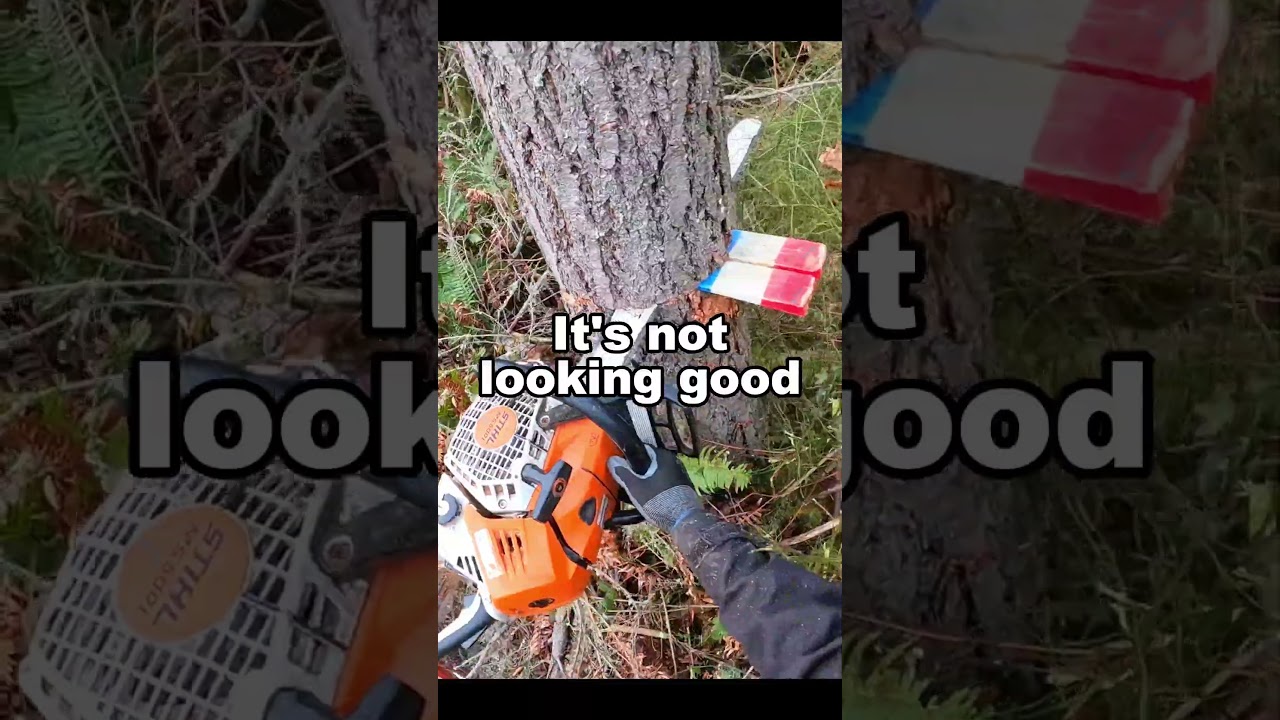 How NOT to Fell a Tree #fail #treefelling