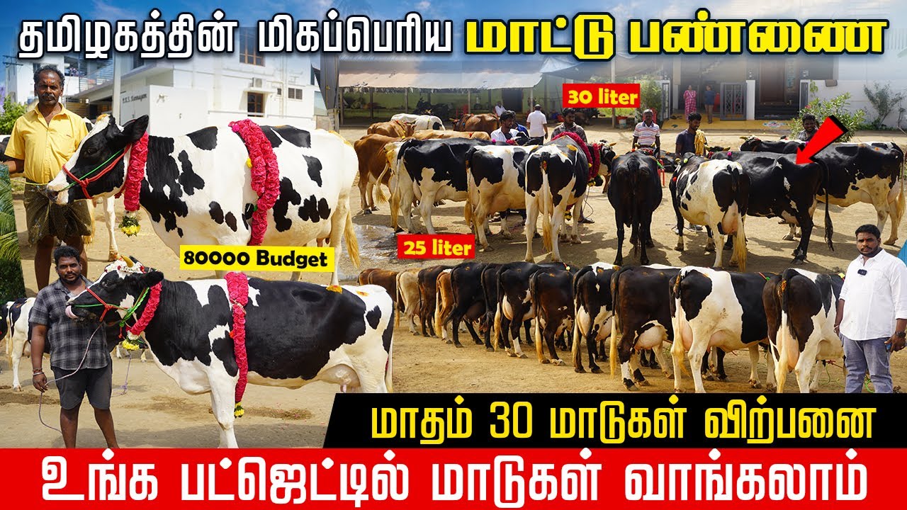 தமிழ்நாட்டில் மாடுகள் வாங்க சிறந்த பண்ணை ஒரு மாட்டுக்கு 20000 கம்மி #farmingbusiness