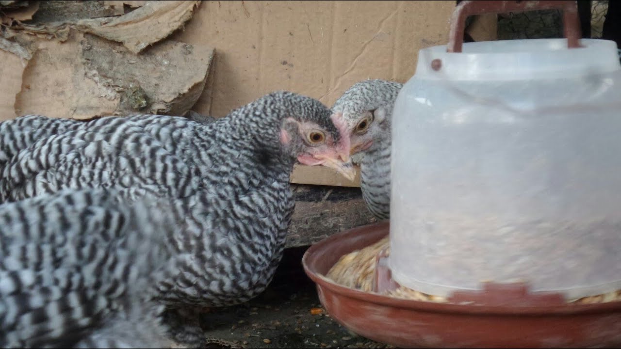 Pleymut larda son durum ve yeni kümes çalışması