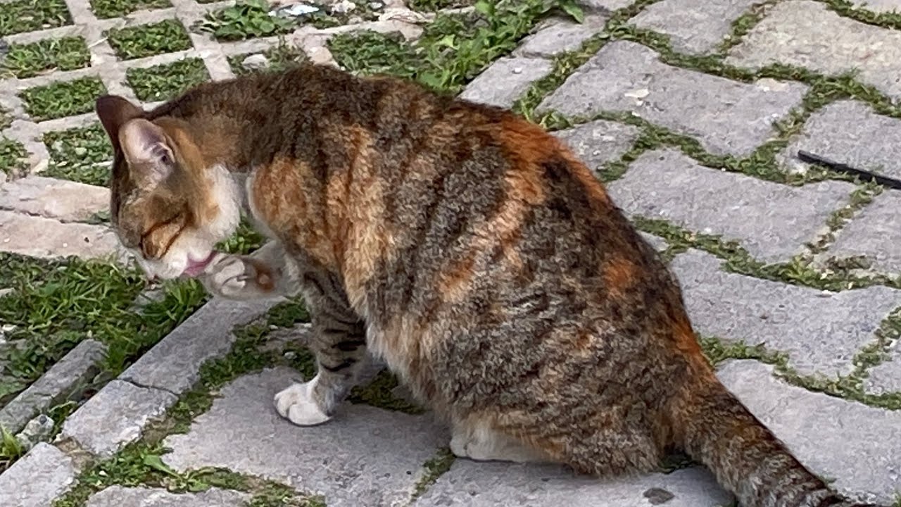 The cat licked its paw; its friend watched it 