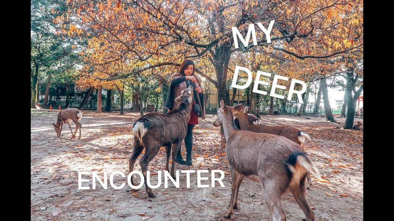 Vlog14: KUROMON MARKET & NARA DEER PARK (DAY3) | Nyssa Chung