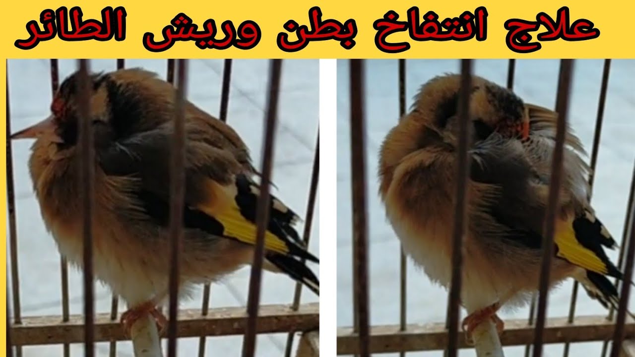 انتفاخ بطن أو نفخ ريش الطيور الحسون أو الكنار وصفة مجربة لجميع الطيور/مشكل قد يقع فيه الجميع