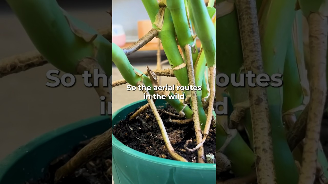 🌿Monstera Aerial Roots Care Tips! #houseplants #plants